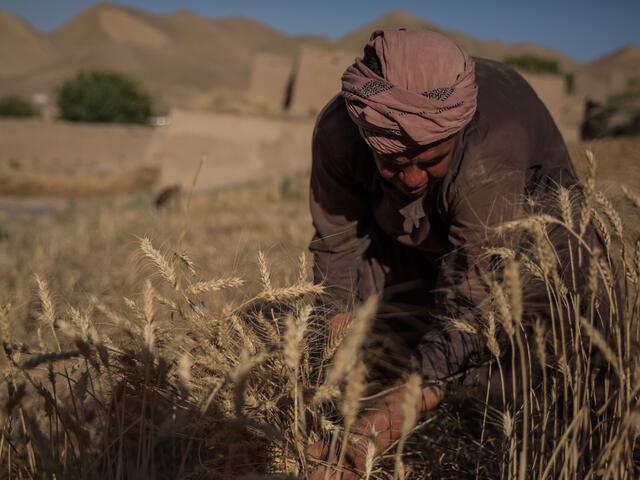 A 30-year-old man crouches down while working in a parched grain field in Afghanistan.