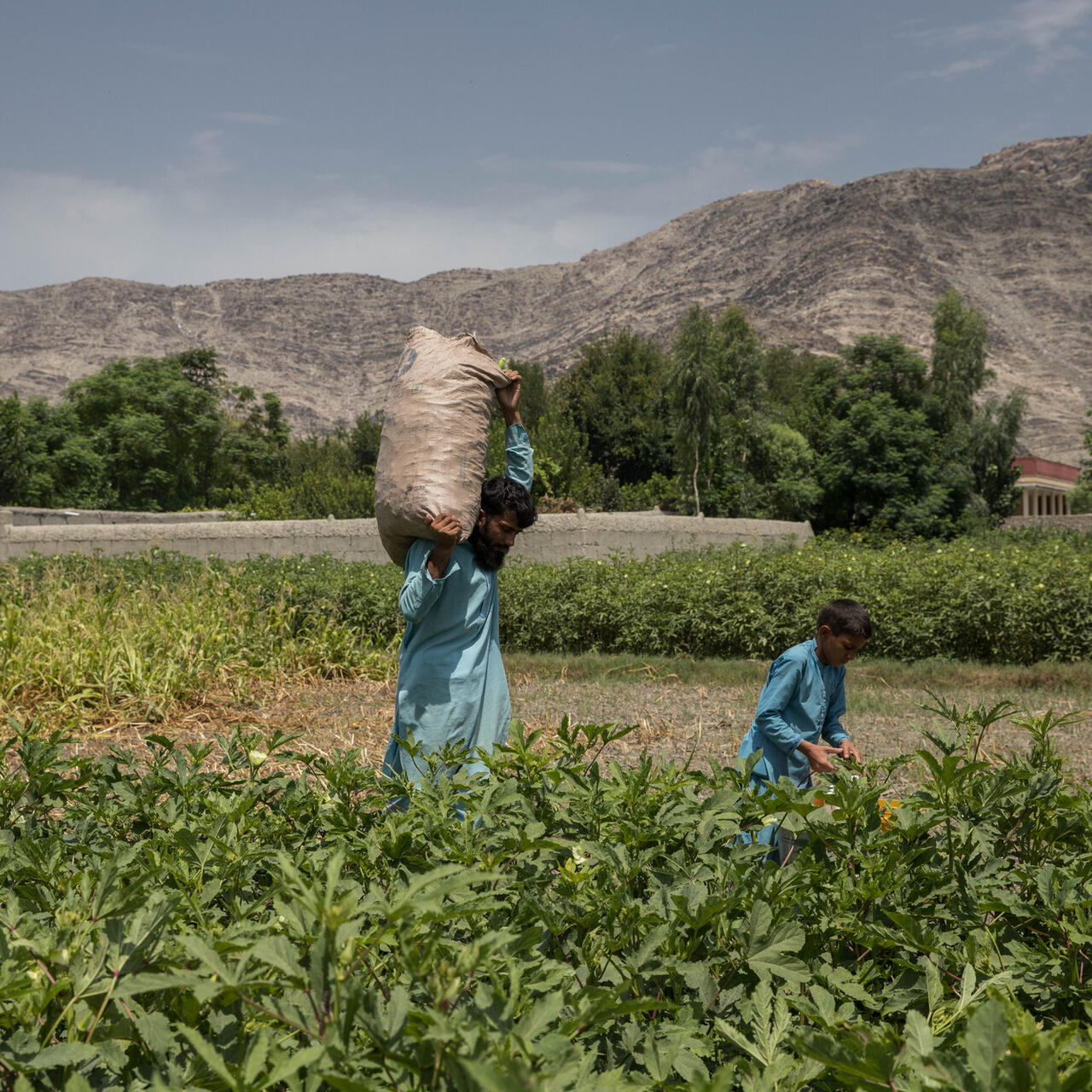 A man and a young boy walk through a field of crops, the older man carrying a large sack.