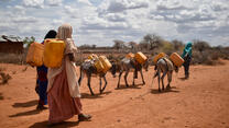 Two Ethiopian women with water containers on their back walk with a herd of livestock through a drought-stricken landscape.