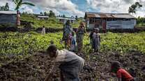 A family picks crops on their farm in the Democratic Republic of Congo
