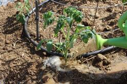 Copper Fox Farms Tomato