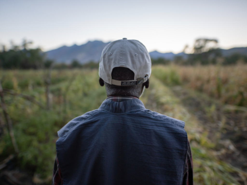 A man looks out into the field