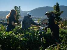 Three people working in a field