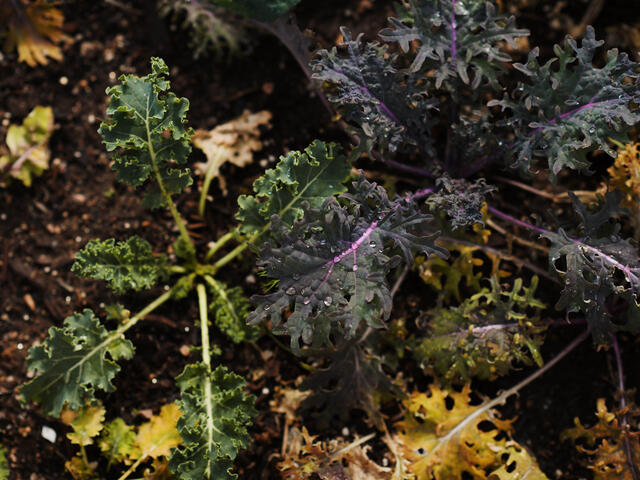 Produce in a one of the nursery beds.