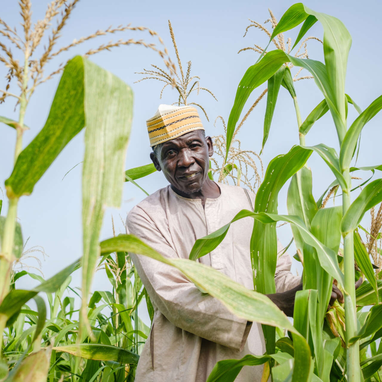 Shaibu Mohammed stands amongst his corn fields.