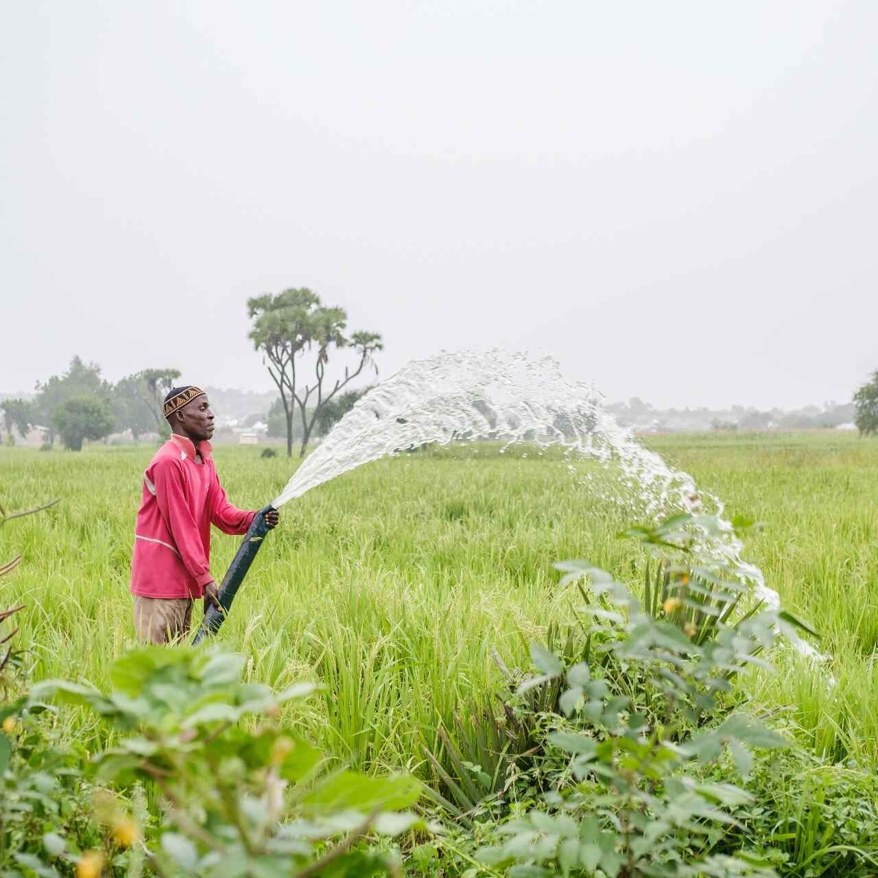 In Adamawa State, Nigeria, Salihu waters his lush crops with an irrigation hose.