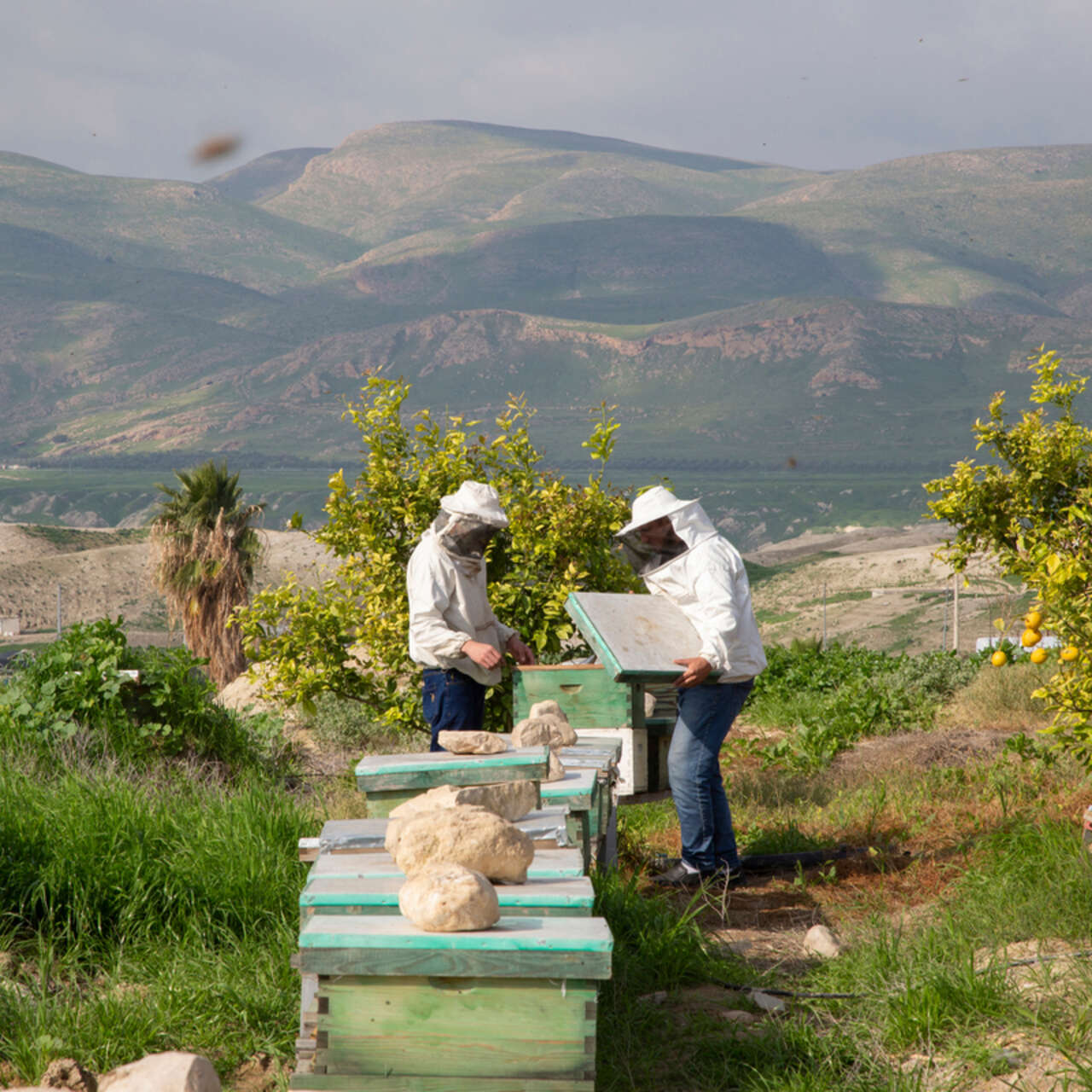 Huthaifa, 32, right, uncovers a beehive as Ahmad, 28, looks on, during one of their weekly visits to their apiary.