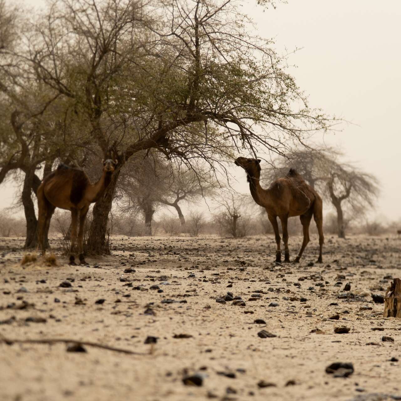 A drought stricken landscape, dotted with dry trees and a couple of camels.