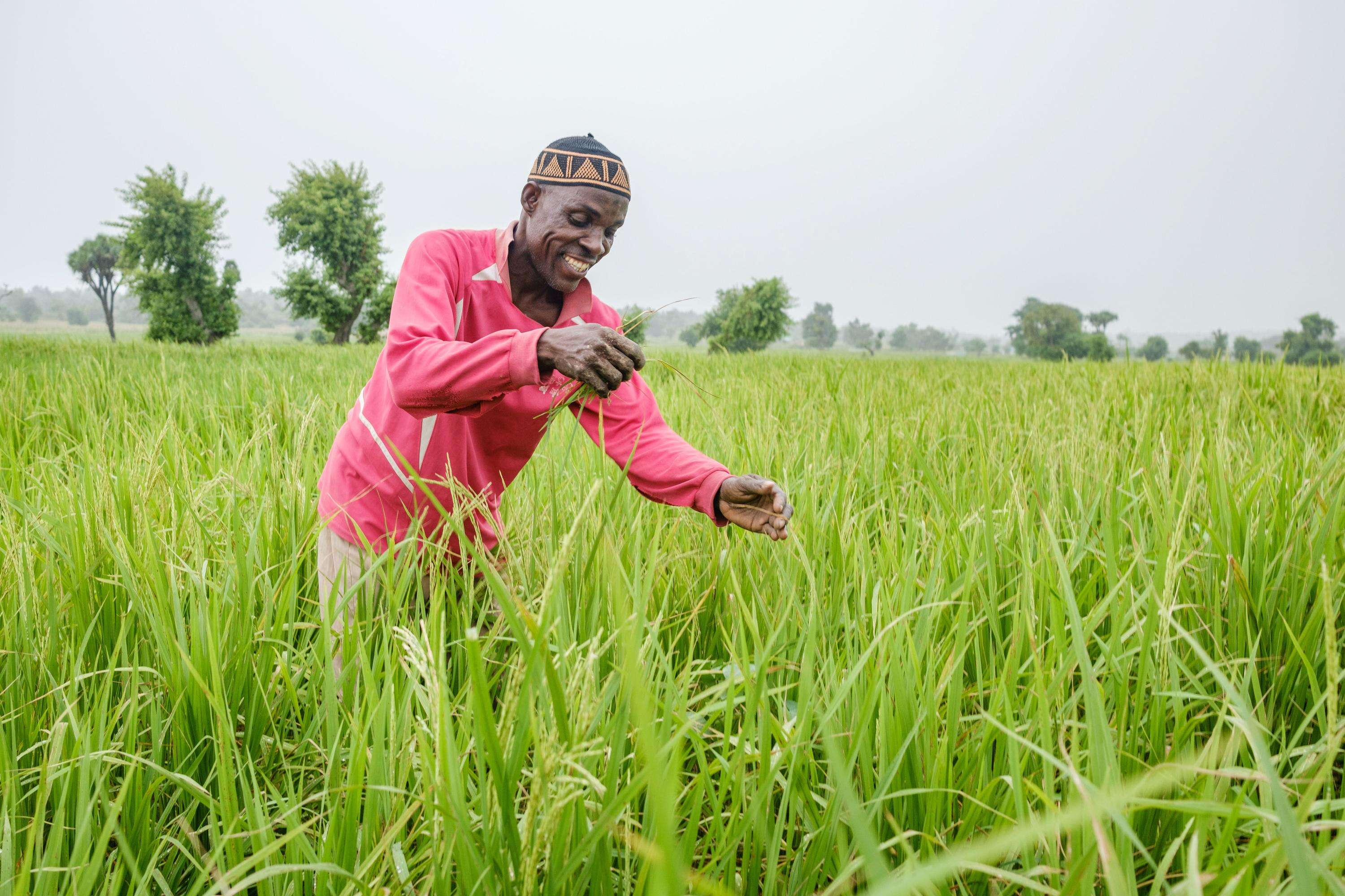 Man farming green paddy fields