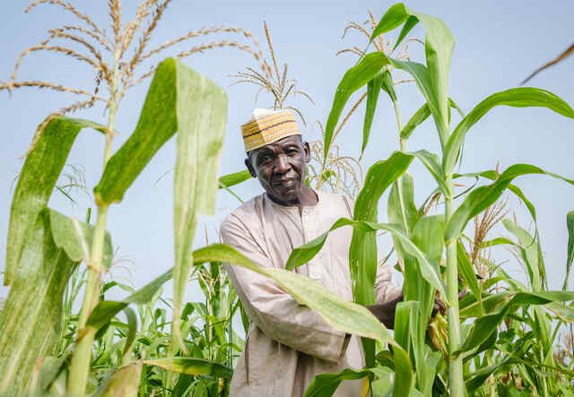 Shaibu Mohammed stands amongst his corn fields.