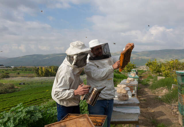 Huthaifa, 32, right, and Ahmad, 28, inspect a hive frame of one of the beehives.