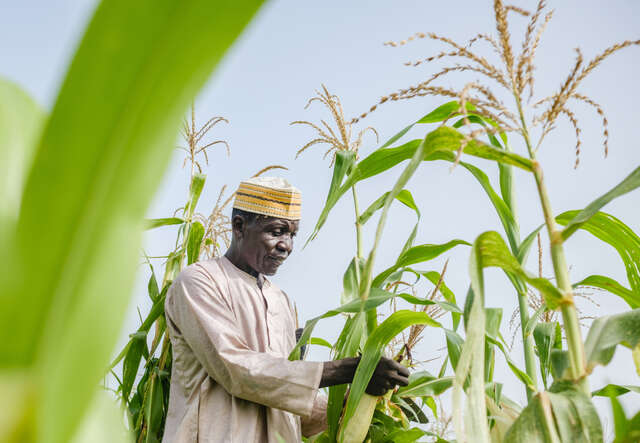 Man standing in a field with corn crops under blue sky