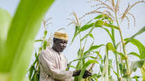 Man standing in a field with corn crops under blue sky