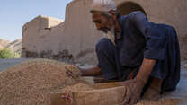A man in Afghanistan grabs handfuls of grain.