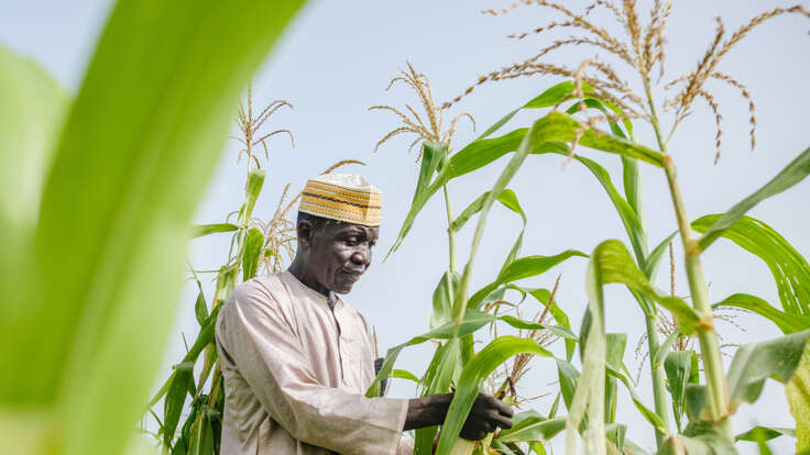 Man standing in a field with corn crops under blue sky